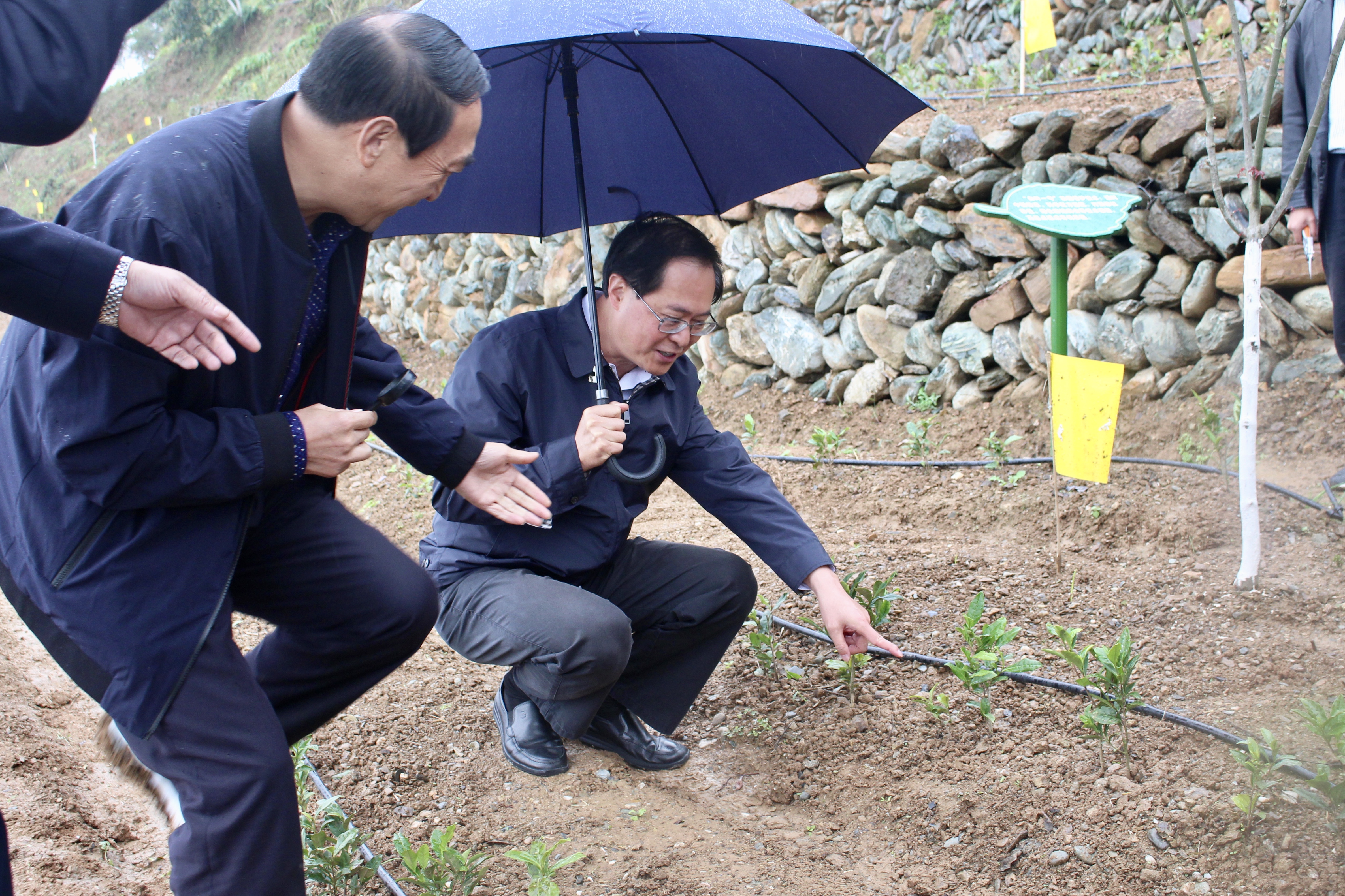 浙江省委书记车俊赴皇冠登陆（中国）有限公司官网“白叶一号”四川青川合作基地调研