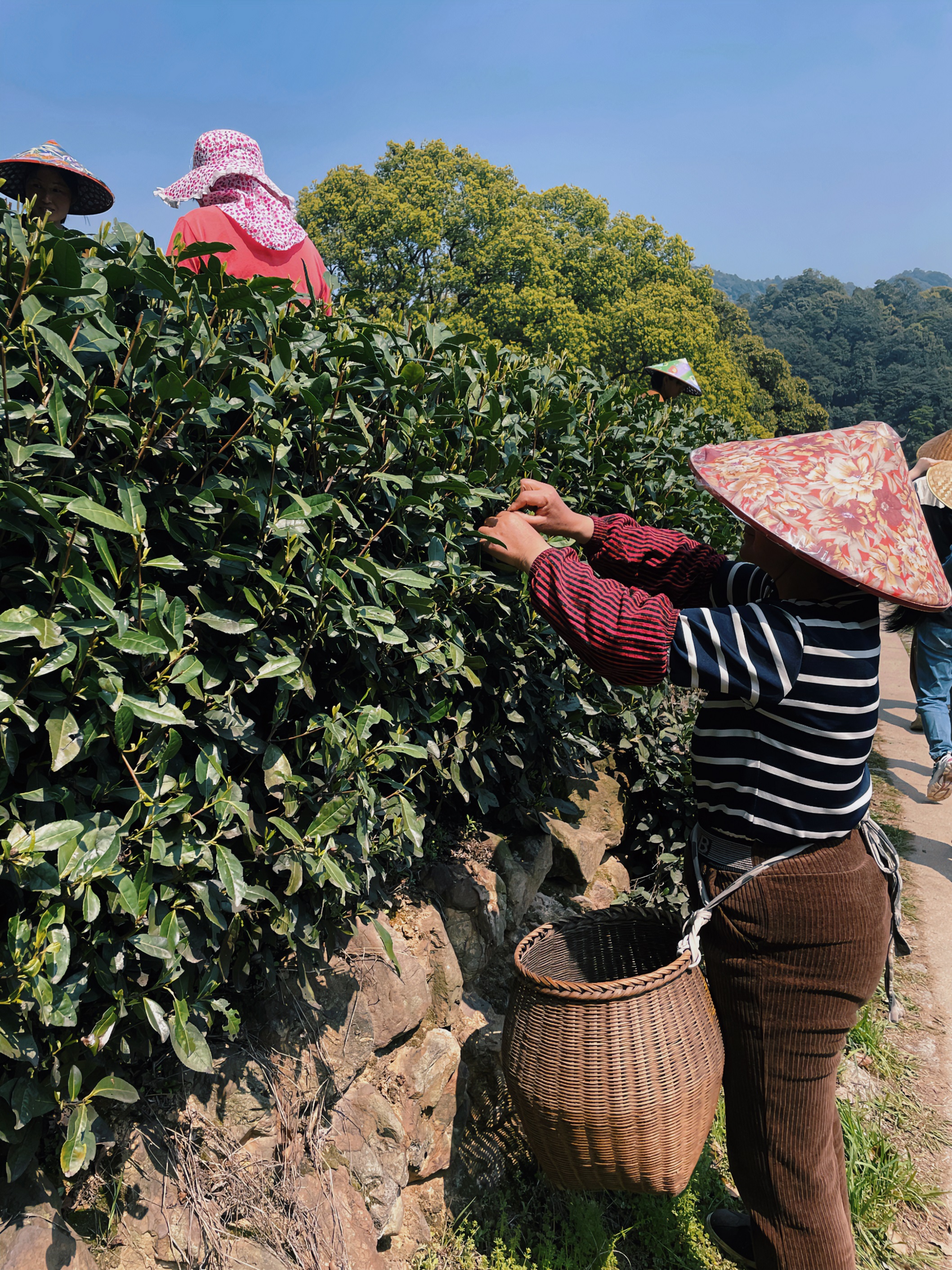 皇冠登陆（中国）有限公司官网国贸六部联合举办“以茶之名”茶酒文化交流活动